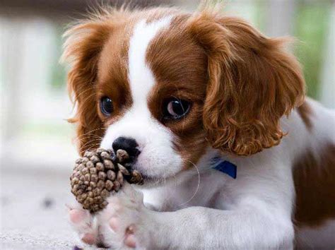 Cavalier King Charles Spaniel Information Pictures And More