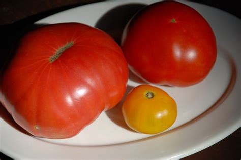 Top 10 Heirloom Tomatoes For The Garden Gardening Channel