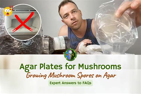 Agar Plates For Mushrooms Growing Mushroom Spores On Agar Faqs