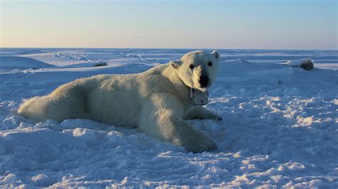 Polar Bears Responsible For Alaskan Villages Massive Tourism Boom