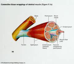 The Muscular System - Chapter 7 Flashcards | Quizlet