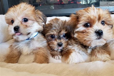 Shorkie Puppy For Sale Near Madison Wisconsin 71155942 6ed1