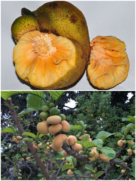 Dewa ডেউয়া ফল Monkey Jack Artocarpus Lakoocha Arvore De Frutas