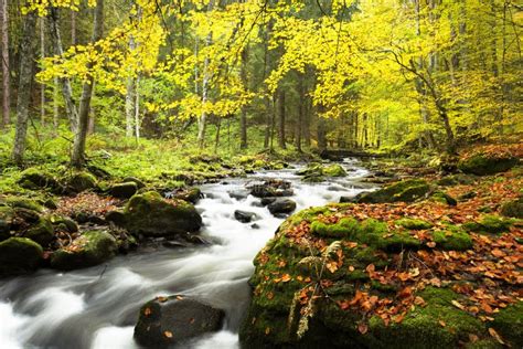 River In Autumn Stock Photo Image Of National Fresh 62078032