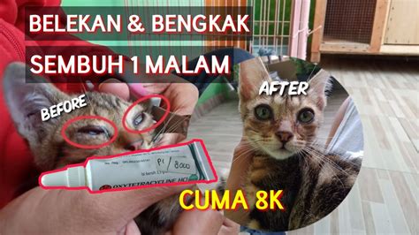 Air mata kucing berguna untuk membasahi bola mata jika mata terasa kering. Mengobati Mata Kucing Belekan, Bengkak dan Berair - YouTube