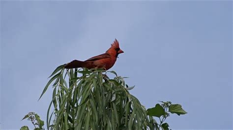 Northern Cardinal Singing Washington Dc Youtube
