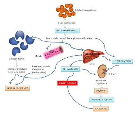Diabetes Mellitus Type Pathophysiology