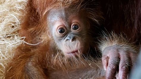 Baby Orangutan Name Announced At Greenville Zoo