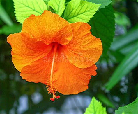 Orange Hawaiian Hibiscus Blossom Stock Image Image Of Hawaiian