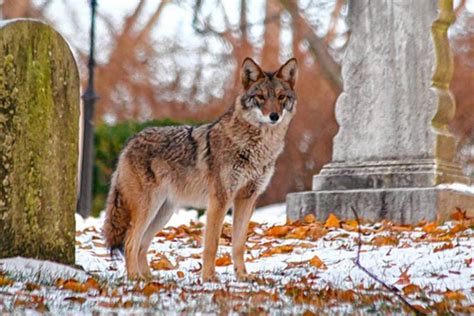 The Recorder My Turn Killing Coyotes Is No Answer — We Must Learn To