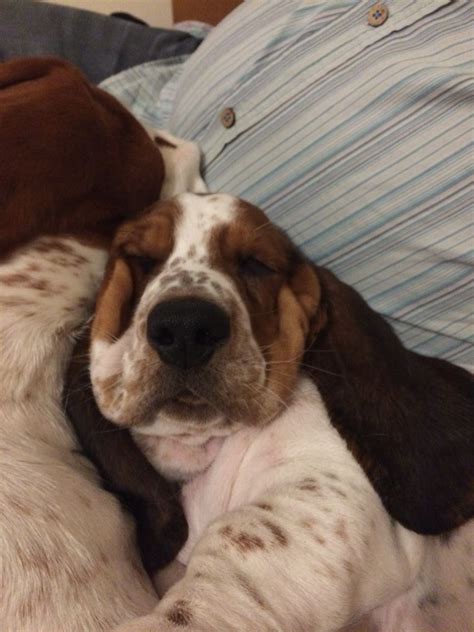 Sleeping Baby Basset Hound Dog Bassett Hound