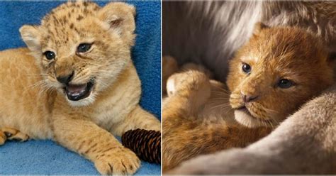 Meet Bahati The Adorable Cub Who Served As A Model For Simba In The