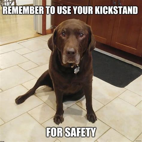 20 Hilarious Labrador Memes Will Make Your Day The Paws