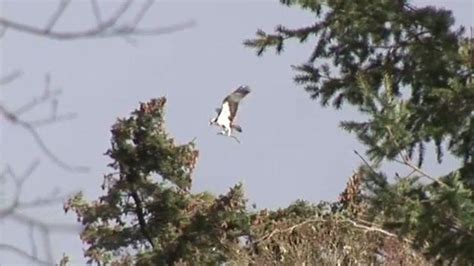 Ospreys Return To Strathallan T In The Park Site Bbc News