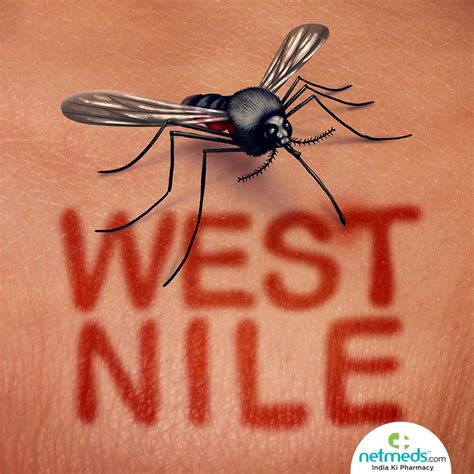 West Nile Virus Read All About Symptoms And Treatment
