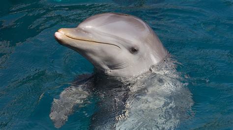 Gulf Coast Dolphins Pensacola Pontoons