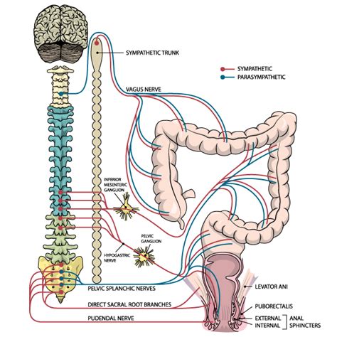Bowel Pathophysiology Spinal Cord Injury Medication Management