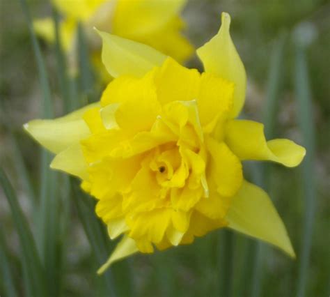 Spring Has Sprung Daffodil At Woburn Abbey Gill Mason Flickr