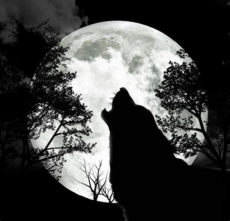 Moon Wolf Wallpapers Wallpaper Cave