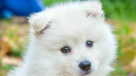 Cute White Puppy Hd Animals Wallpapers Hd Wallpapers Id 39957