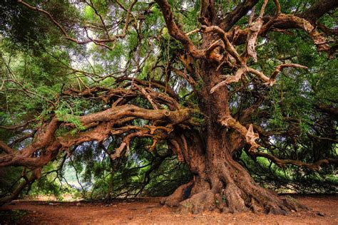 Lo Que No Sabemos Sobre Los árboles Natural Press