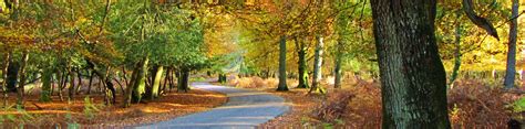 Bolderwood Circular Walk Top Walks In New Forest Park