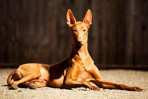 Pharaoh Hound Dog Breed Information