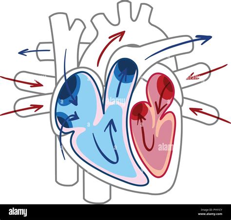 El Flujo Sanguíneo Del Corazón Dibujo Ilustración Imagen Vector De