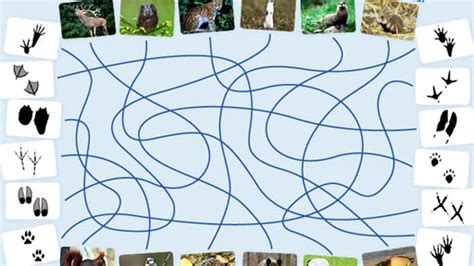 Afrikanische tierspuren stock abbildung illustration von. Tierspuren - Die Seite mit der Maus - WDR