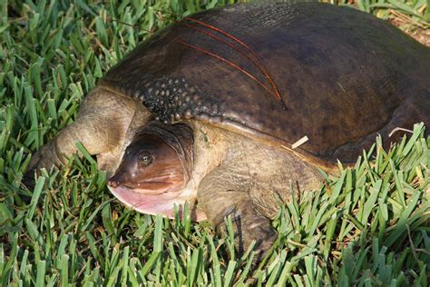 Florida Softshell Turtle Photo Album Tgo Nature Center