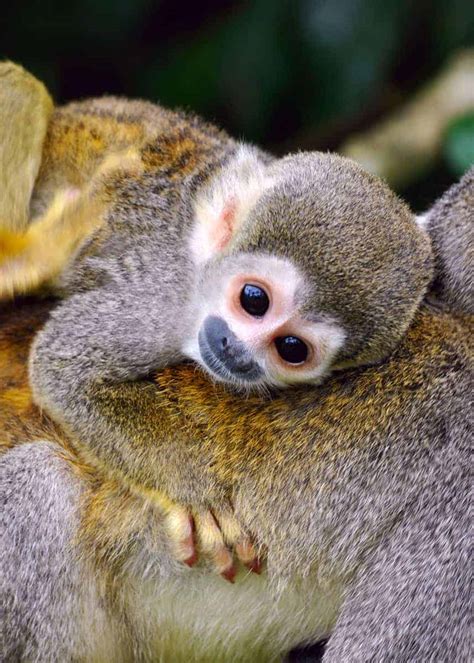 35 Squirrel Monkey Facts All 5 Saimiri Species Plus 8 Subspecies
