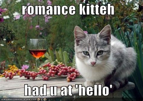 Romance Kitteh Had U At Hello Cats Dancing Bears Cat Memes