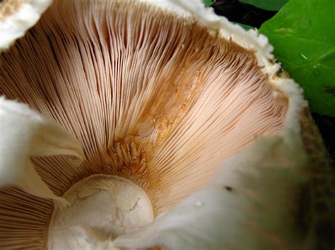 Macro Mushroom Gills Free Stock Photo Public Domain Pictures