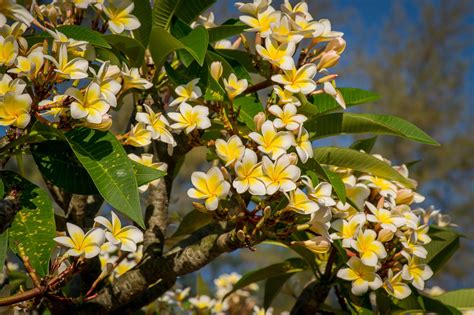 This month is associated with the daisy or sweet pea which bloom in a wide range of soft colors as well as two tone colors. Plumeria Flower Meaning - Its Deep Symbolism in Various ...