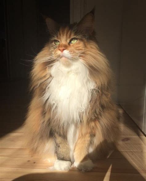 Fluffy Maine Coon Cat Cant Contain Her Magnificent Floof 9 Photos