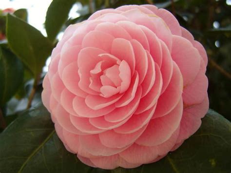 The flora of japan comprises a large assemblage of plant species which can be found in japan, such as sakura, katsura, momiji and azalea. Camellia japonica (Japanese Camellia) | World of Flowering ...
