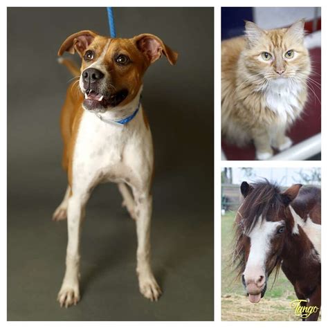 Dogs Ponies Rescued From Grimes County Now Available For Adoption At