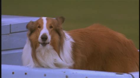 Lassie 1994 90s Films Image 23521384 Fanpop