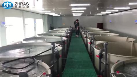 Indoor Ras Tilapia Fish Aquaculture Farming Equipment Buy Tilapia