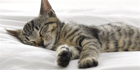 Why Do We Feel Tired After A Good Nights Sleep Huffpost
