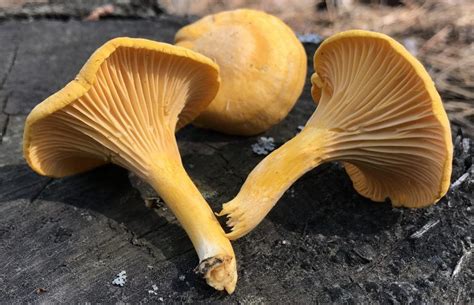 Minnesota Chanterelle Underside Stuffed Mushrooms Trees To Plant