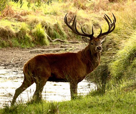 Printable Factsheet Deer Red Young Peoples Trust For The Environment