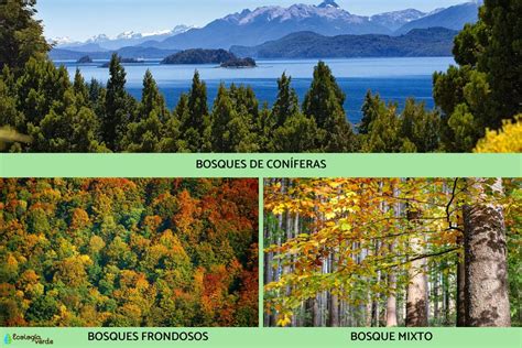 Tipos De Bosques Características Y Fotos
