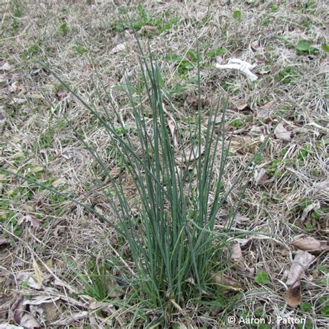 Purdue Turf Tips Weed Of The Month For February 2014 Is Wild Garlic