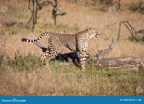 Cheetah Stands In Grass Beside Dead Log Stock Photo Image Of Kicheche