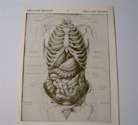 Vintage Anatomy Chart