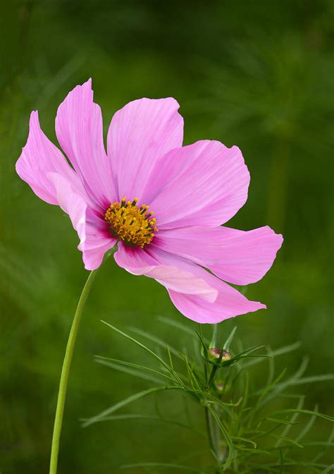 Pink Cosmos Flower In Garden Setting Photograph By Rosemary Calvert