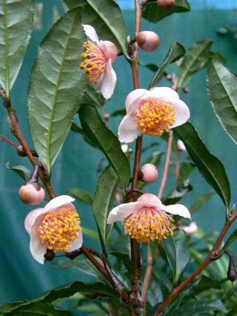 Not only can you choose from a variety of teas and pastries. Australian Theaceae