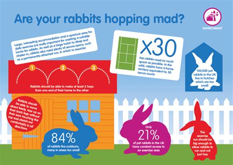 Rabbits For Preppers Infographic Cats And Cucumbers Pet Rabbit