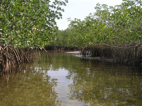 experts-develop-africa-s-highest-quality-mangrove-maps-yet-wetlands